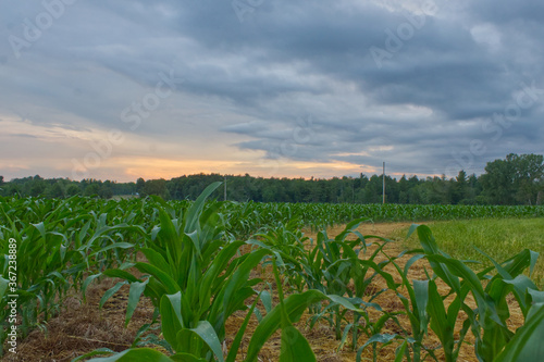 Sunset Over the Corn in New York
