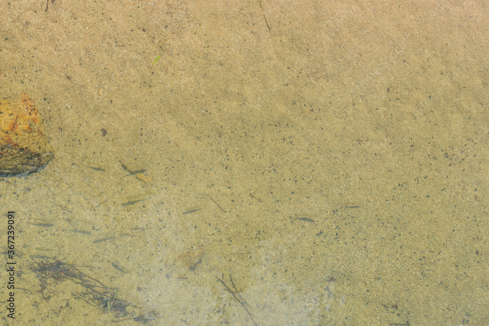 Fototapeta premium Minnows in clear river water