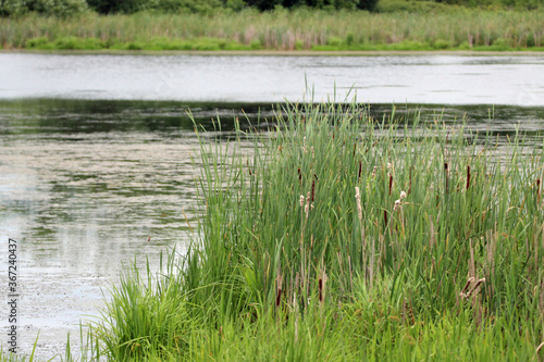 Green Cattails in the Marsh