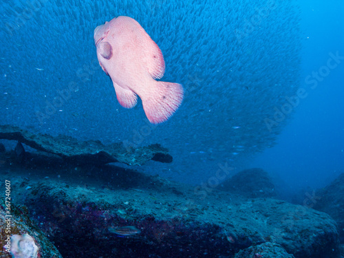 Tomato hind or Tomato grouper in a school of the half-lined cardinal. Science name: Cephalopholis sonnerati (Valenciennes, 1828) Kushimoto, Wakayama, Japan photo