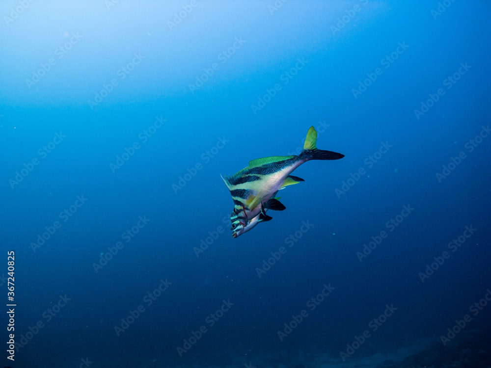 Seascape. Redlip morwong , Cheilodactylus zebra Döderlein, 1883 in the blue water	
