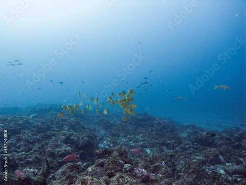 Fototapeta Naklejka Na Ścianę i Meble -  A school of Stripey and coral reef. Science name: Microcanthus strigatus (Cuvier, 1831). Kushimoto, Wakayama, Japan