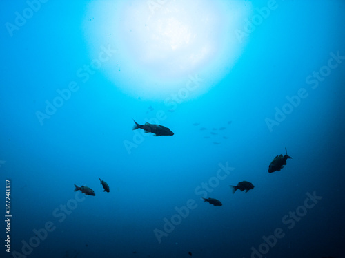 underwater scene with fish silhouette and the sun