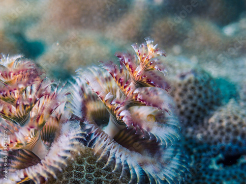 Christmas tree worms on the hard coral, close-up
