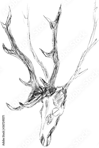 hunting trophy, wall decoration, antlers and skull of a deer, graphic black and white pattern, travel sketch