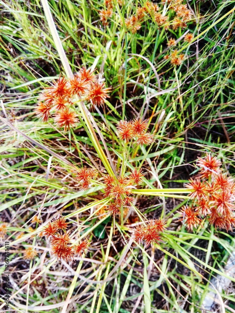 Cyperus strigosus or False nutsedge, plants that have very beautiful
