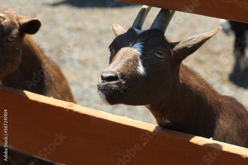 Goat at a petting zoo.