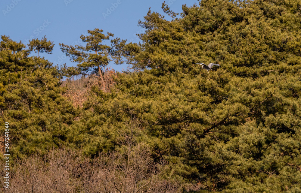 Gray heron as it lands on tree branch. Gray heron as it lands on tree branch.