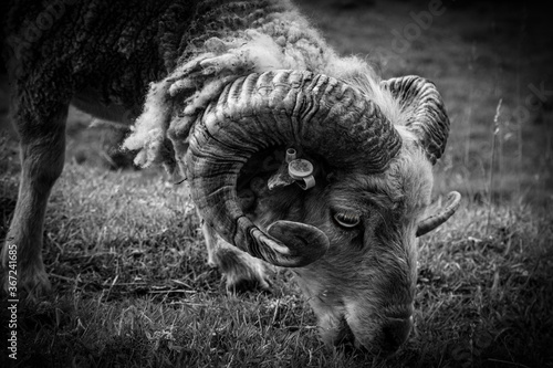 Ram in black and white