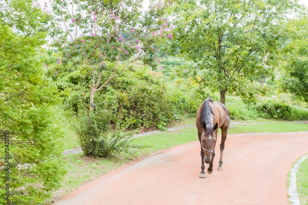 Brown horse on sidewalk walking peacefully