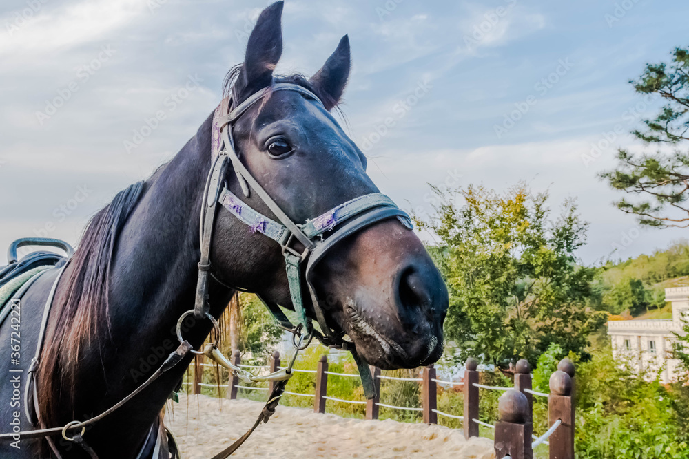 Profile of adult horse wearing full tack Profile of adult horse wearing full tack