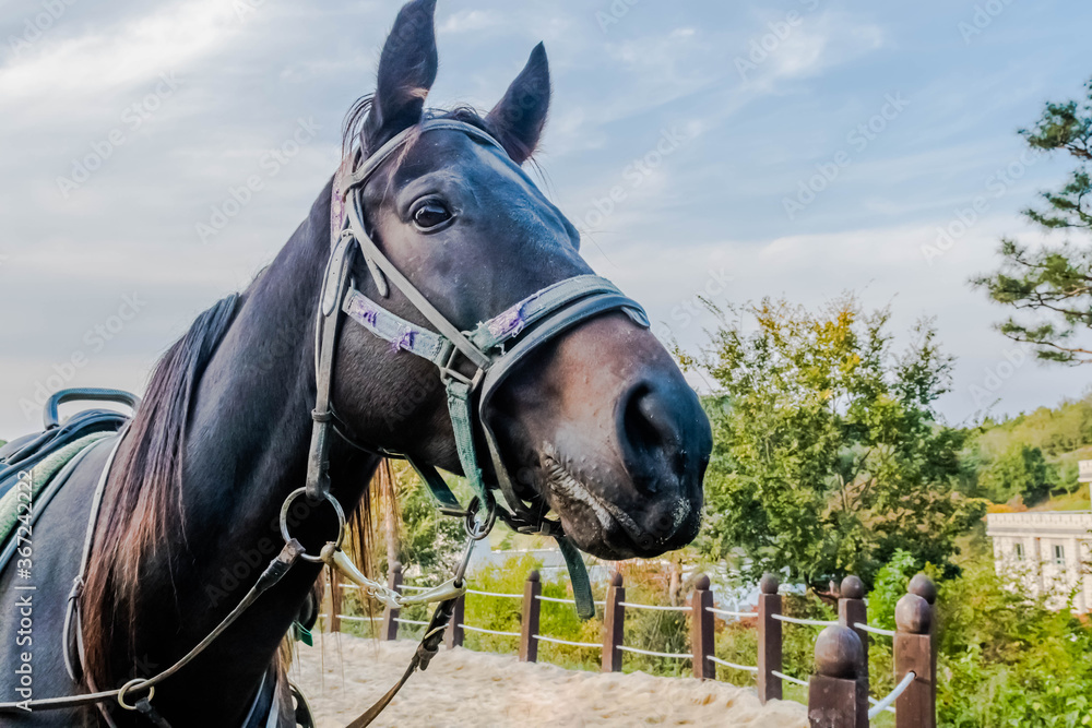 Profile of adult horse wearing full tack Profile of adult horse wearing full tack