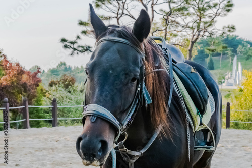 Adult horse wearing full tack