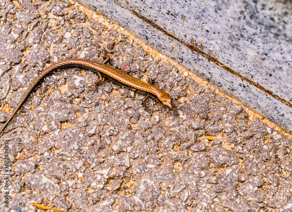 Small bronze colored lizard Small bronze colored lizard