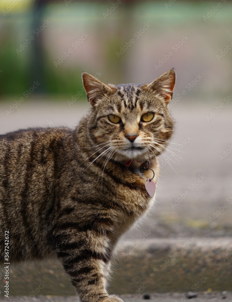 Tabby cat standing looking straight at you with yellow eyes