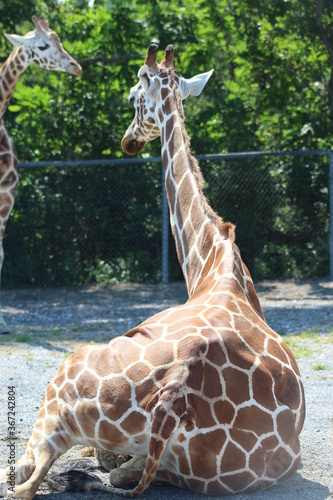 Photography Giraffe at the zoo.