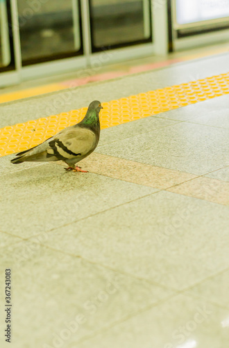 Pigeon inside train station photo