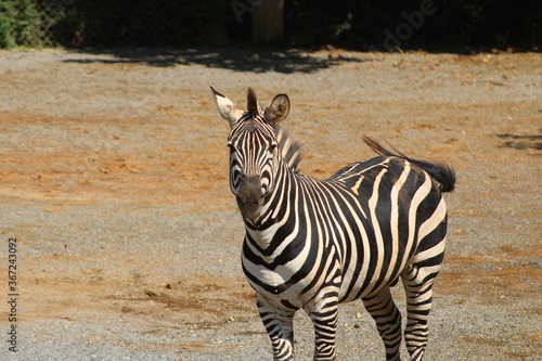 Zebra at the zoo.