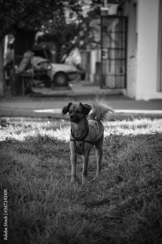 dog
