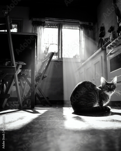 cat