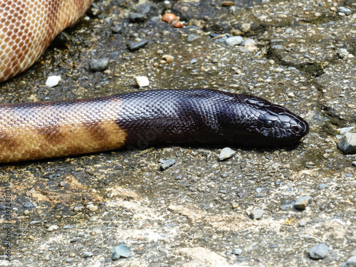 Black-headed Python (Aspidites melanocephalus) photo