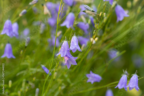 Fotografie Campanula rotundifolia, harebell, Scottish bluebell violet flowers macro selecti