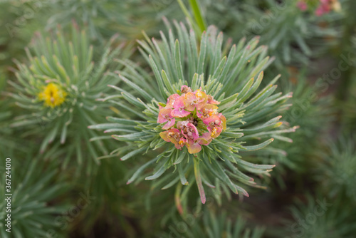 Euphorbia cyparissias  cypress spurge flowers macro selective focus