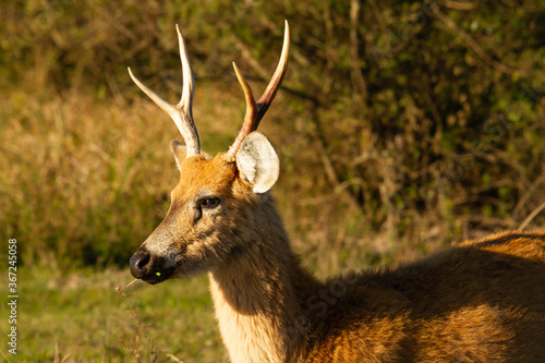 Male of Marsh deer -Blastocerus dichotomus- in Esteros del Ibera, Argentina photo