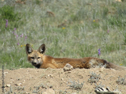 Brown fox laying in a field with wildflowers.