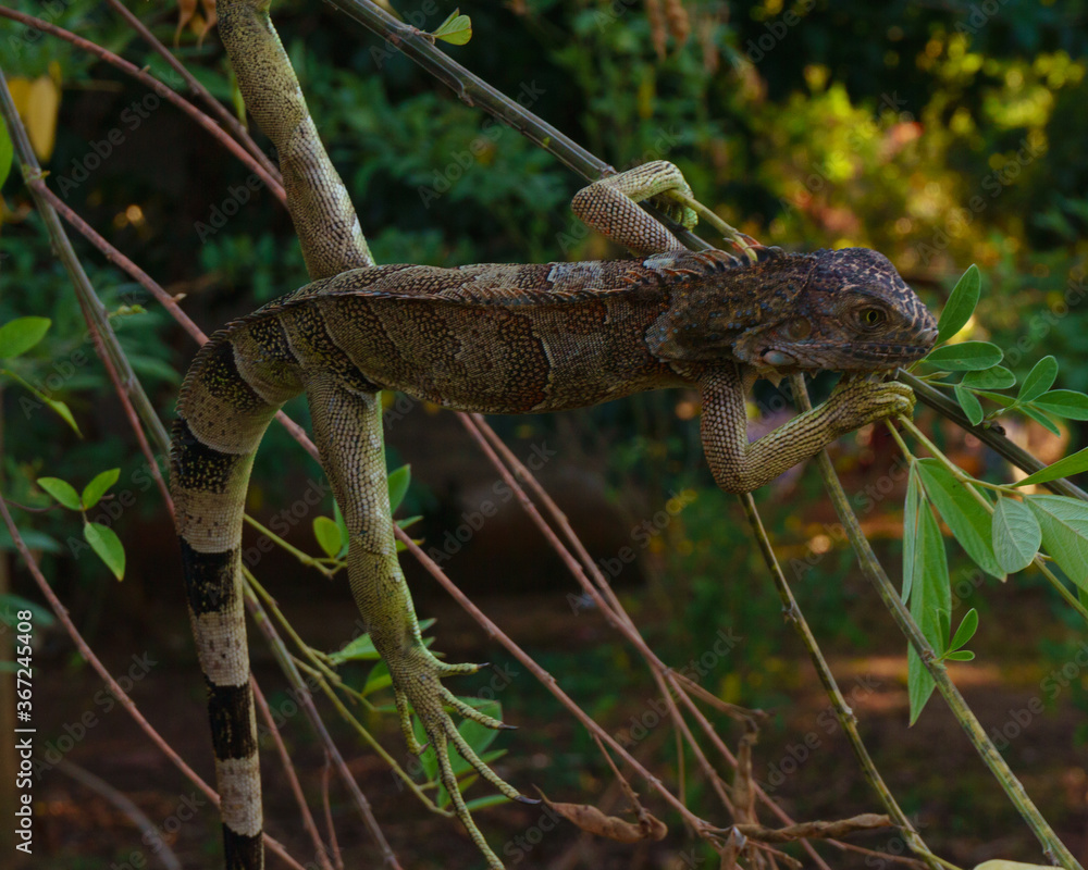 green iguana on a tree
