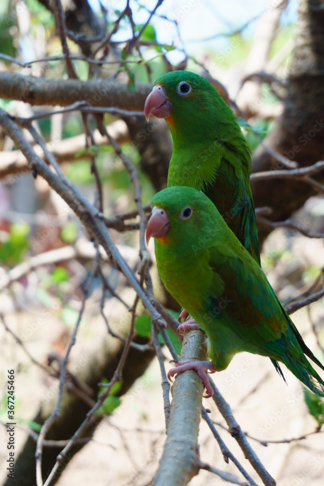 two green parakeets on a branch two green parakeets on a branch