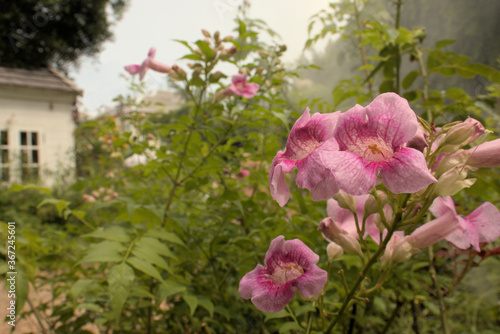Pink flowers in a garden setting with a spray mist in the background