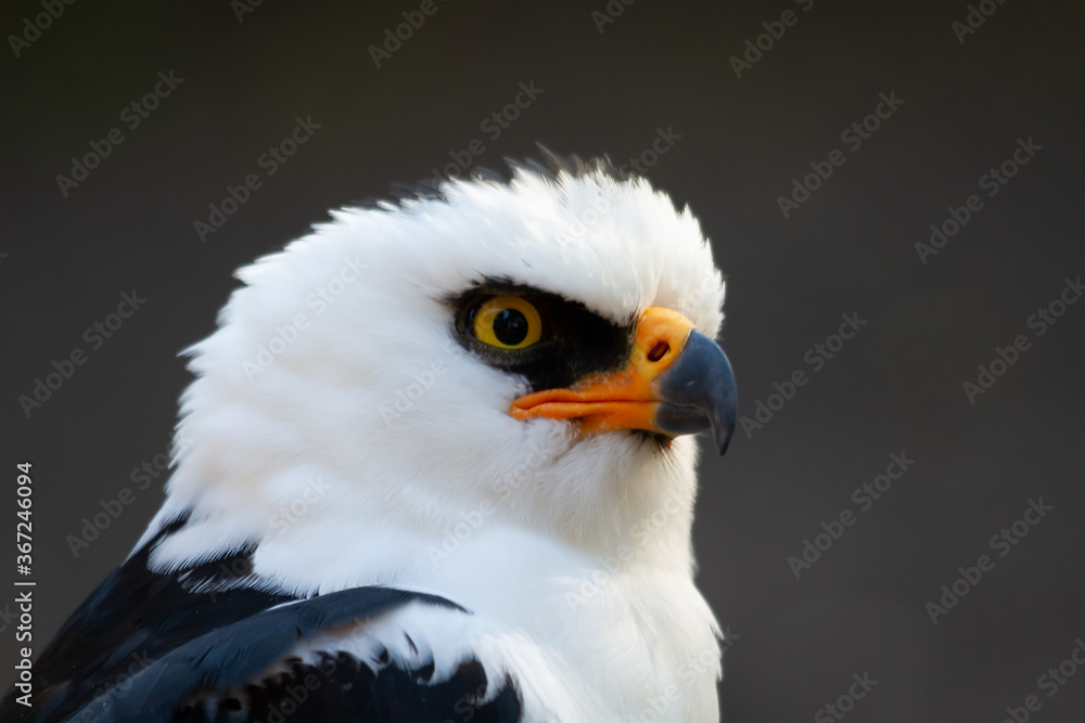 portrait of a widow eagle or white and black hawk-eagle in the mission region between Argentina and Brazil. The white head, a black mask and the yellow and black hooked beak are observed portrait of a widow eagle or white and black hawk-eagle in the mission region between Argentina and Brazil. The white head, a black mask and the yellow and black hooked beak are observed