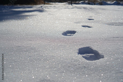 footprints in snow