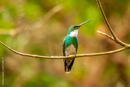white-throated hummingbird perched on a branch