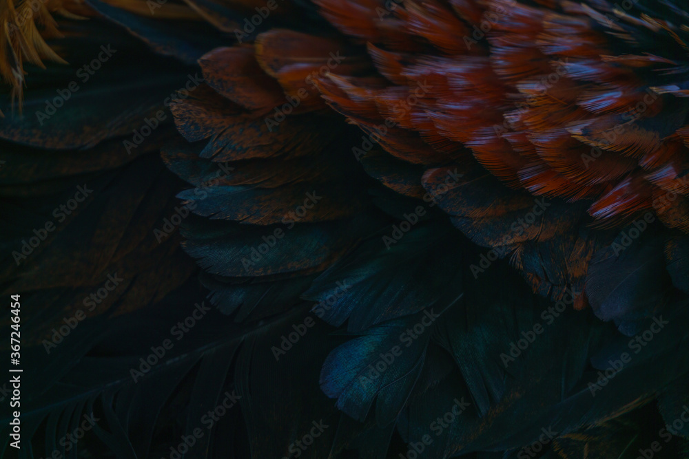 Obraz premium beautiful feather texture
