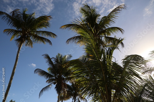 coconut trees