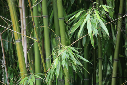 Fototapeta Naklejka Na Ścianę i Meble -  Bambus im Japanischern Garten im Duisburger Zoo in Deutschland