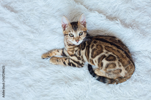 Bengal cat laying on the white background. © Smile