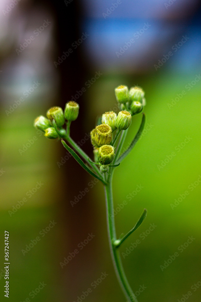 bud of a plant bud of a plant