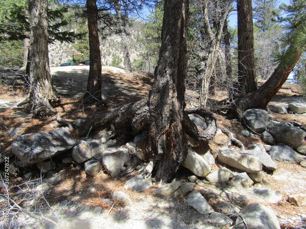 Tree trunk roots wrapped around boulders in the forest. Tree trunk roots wrapped around boulders in the forest.