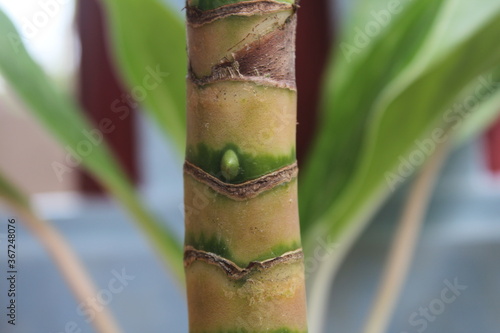 close up of a branch, looks like bamboo, details of plant, Indonesian photographer, Indonesia landscape