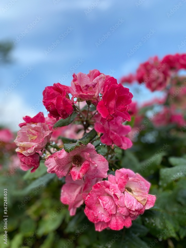 Obraz premium Rose Bush