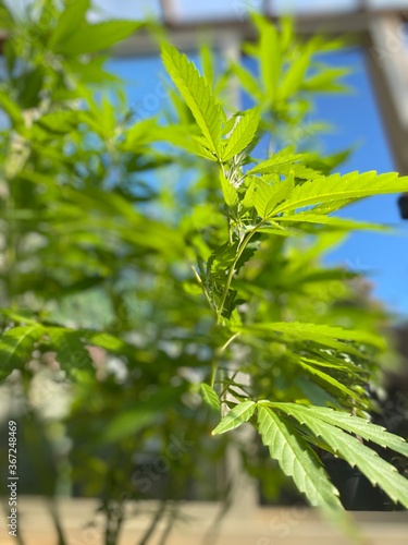 close up of green leaves
