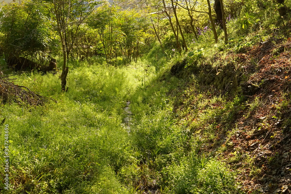 Obraz premium path in the forest