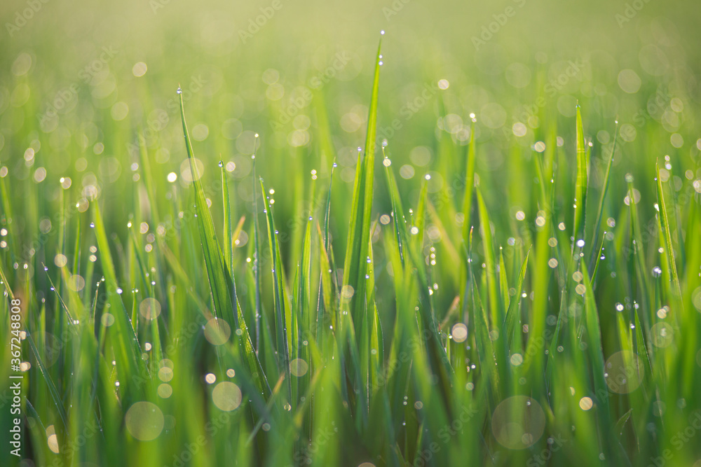 Obraz premium green grass with dew drops