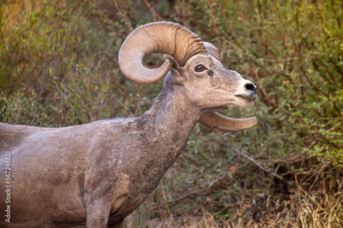 close up of a horn sheep in the Grand Canyon