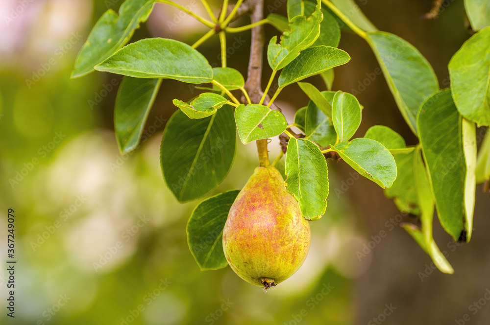 a delicious juicy pear on a tree in the seasonal garden a delicious juicy pear on a tree in the seasonal garden