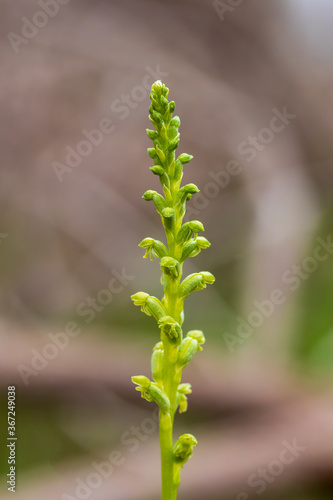 The Onion Orchid (Liparis reflexa) is a terrestrial orchid with fairly thick green stem with clusters of very small green or greenish yellow flowers only a few mm in length.