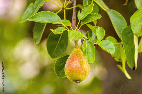 a delicious juicy pear on a tree in the seasonal garden